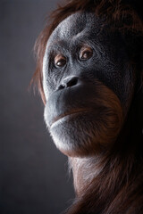 Sumatran orangutan portrait - Pongo abelii © Fab