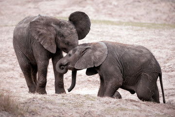Fototapeta premium Two african bush elephant calves - Loxodonta africana