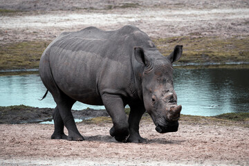 Southern white rhinoceros - ceratotherium simum simum © Fab