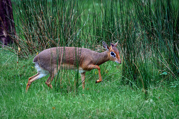 Kirk's dik-dik antelope - Madoqua kirkii  © Fab