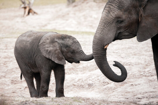 African bush elephant calf - Loxodonta africana