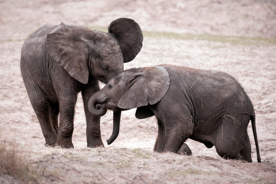 Two african bush elephant calves - Loxodonta africana