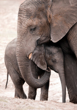 African bush elephant mother and her calf - Loxodonta africana
