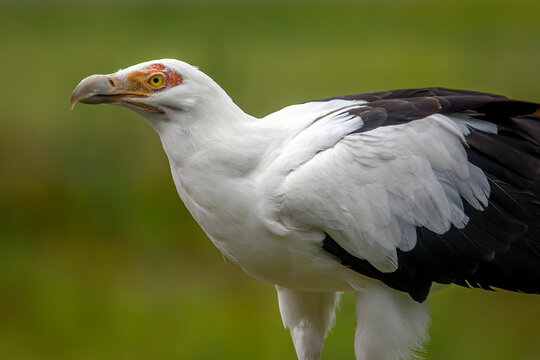 African palm-nut vulture portrait - Gypohierax angolensis