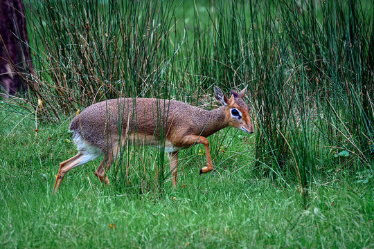 Kirk's dik-dik antelope - Madoqua kirkii 