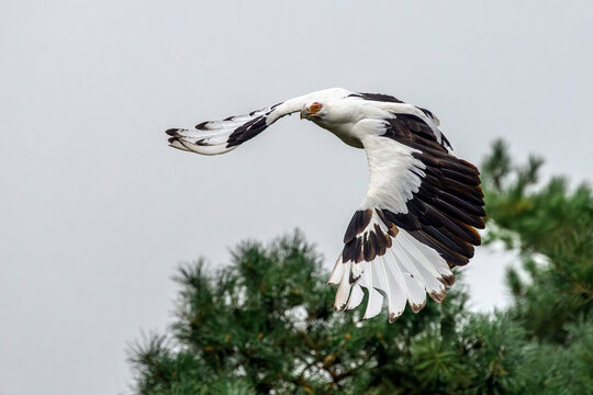 African palm-nut vulture - Gypohierax angolensis