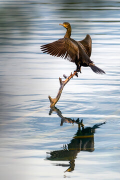 Great cormorant - Phalacrocorax carbo