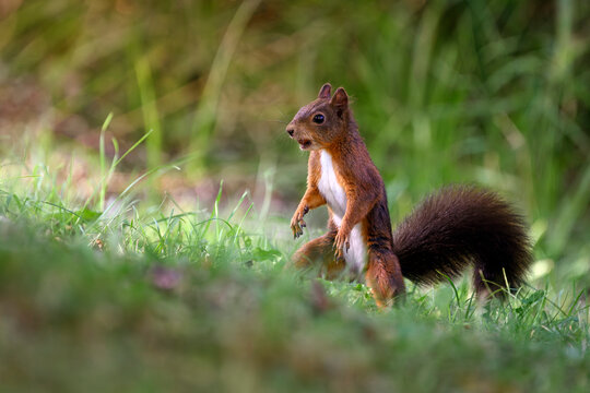 An alert red squirrel standing on two legs - Sciurus vulgaris