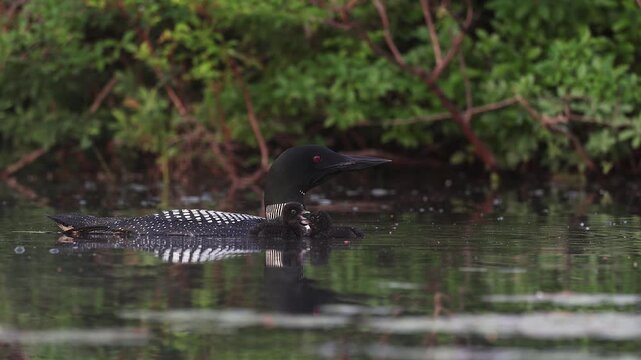 Common loon on a lake with a chick