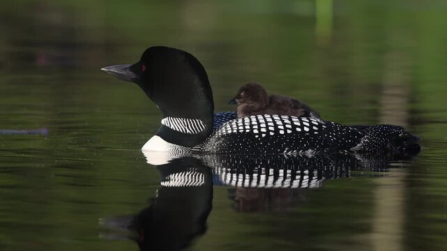 Common loon on a lake with a chick