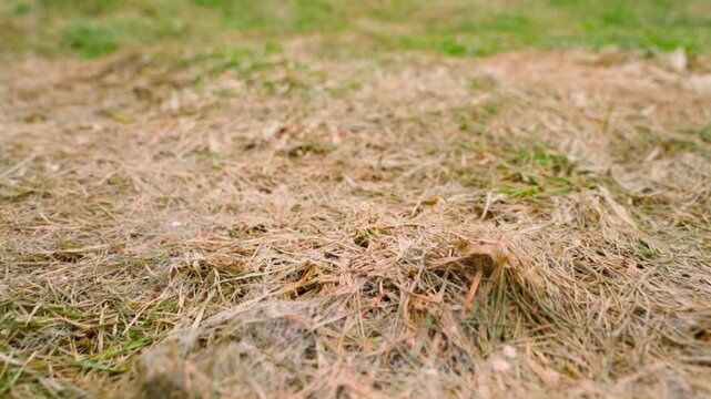 Dead matted grass with mold on lawn after winter, low angle close-up