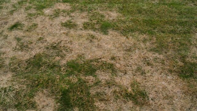 Patchy lawn with dead dry grass and green spots after winter