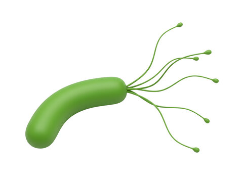 3d illustration of a green bacterium with flagella isolated on transparent background