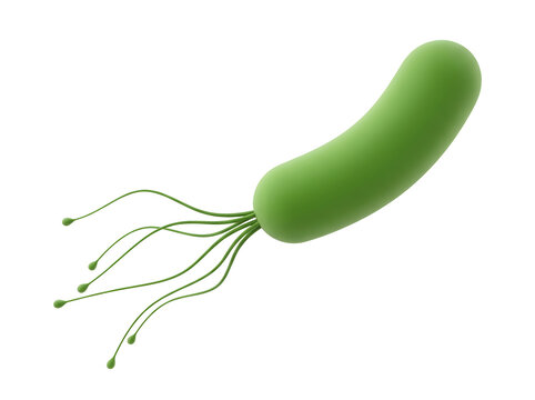 3d illustration of a green bacterium with flagella isolated on transparent background