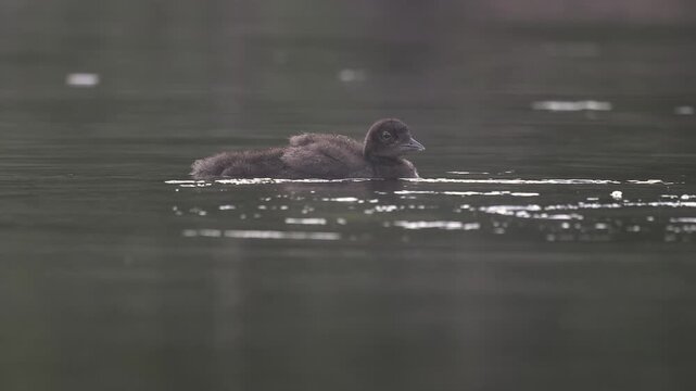 Common loon on a lake with a chick