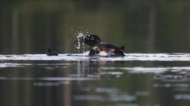 Common loon on a lake with a chick