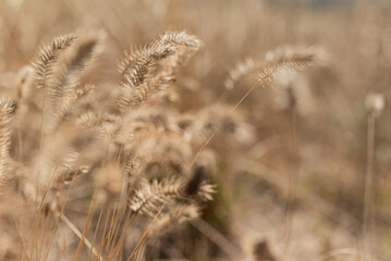 Fototapeta premium Golden Dry Grass in Soft Natural Light, Rustic Autumn Background