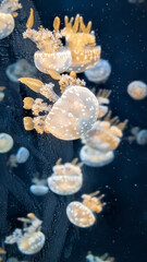 Beautiful translucent, white-spotted jellyfish swimming gracefully in the public S.E.A. Aquarium in Singapore. © Aayush