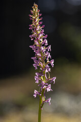 Fototapeta premium Dense Fragrant orchid inflorescence 