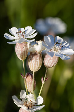 White Sea campions flowering in summer
