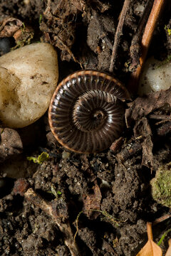 Coiled millipede among soil stones and forest debris