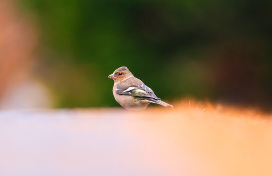 Common chaffinch. Blurred background. Bird in wild nature. Background, wallpaper, postcards.