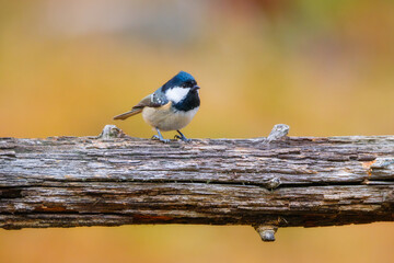Coal tit. Bird on a branch. Blurred background. Animals in wild nature. Background, wallpaper, postcards. © biletskiyevgeniy