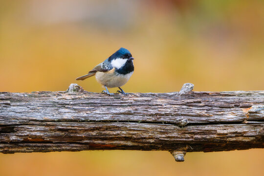 Coal tit. Bird on a branch. Blurred background. Animals in wild nature. Background, wallpaper, postcards.