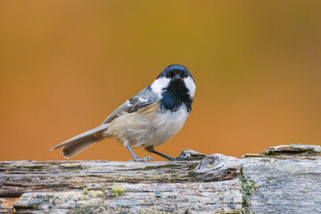 Coal tit. Bird on a branch. Blurred background. Animals in wild nature. Background, wallpaper, postcards. © biletskiyevgeniy