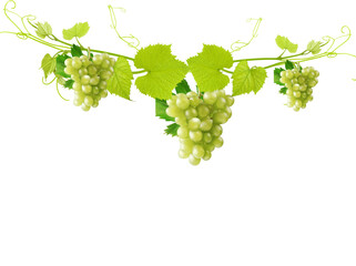 Fresh green grapes on vine with leaves, organic white grape clusters on white background, decorative fruit border for wine labels © Fariha