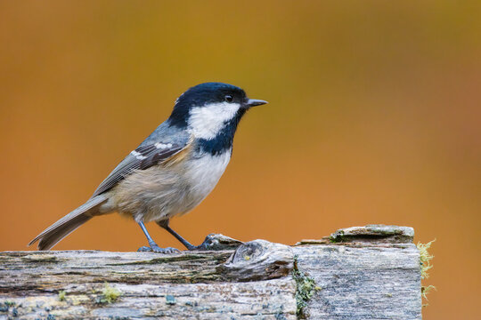 Coal tit. Bird on a branch. Blurred background. Animals in wild nature. Background, wallpaper, postcards.