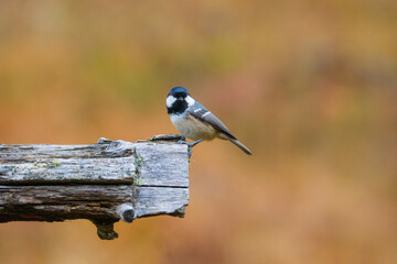 Coal tit. Bird on a branch. Blurred background. Animals in wild nature. Background, wallpaper, postcards. © biletskiyevgeniy