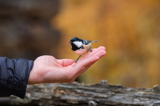 Coal tit. Bird on a branch. Feeding birds by hand. Blurred background. Animals in wild nature. Background, wallpaper, postcards.