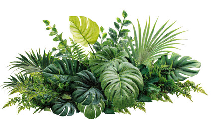 Fototapeta premium Tropical green leaves arrangement, monstera and palm leaf foliage, lush botanical jungle plants on white background