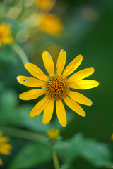 Obraz premium Close up top view of a bright yellow leopard's bane flower Doronicum with soft green background