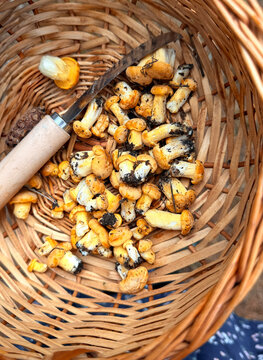 Picking mushrooms in the forest. Selective focus.