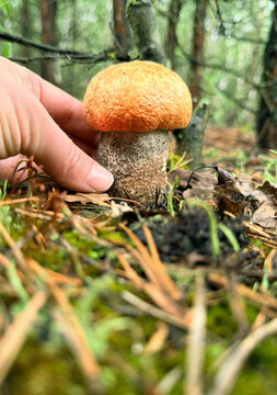 Picking mushrooms in the forest. Selective focus.
