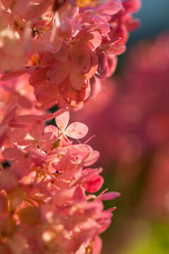 Lush hydrangeas in the garden in summer