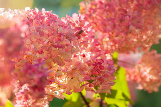 Lush hydrangeas in the garden in summer
