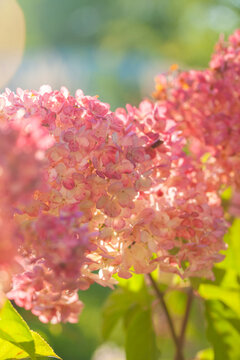 Lush hydrangeas in the garden in summer