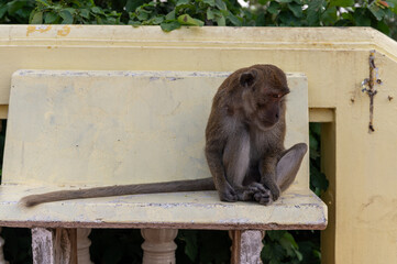 A monkey sitting on a yellow concrete structure with green foliage in the background in an outdoor setting. © Julius