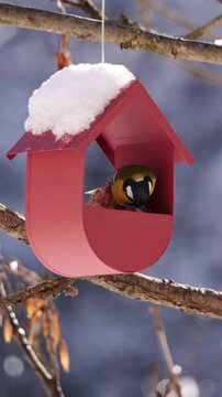 V&iacute;deo vertical a c&aacute;mara lenta de carbonero com&uacute;n comiendo mientras cae nieve