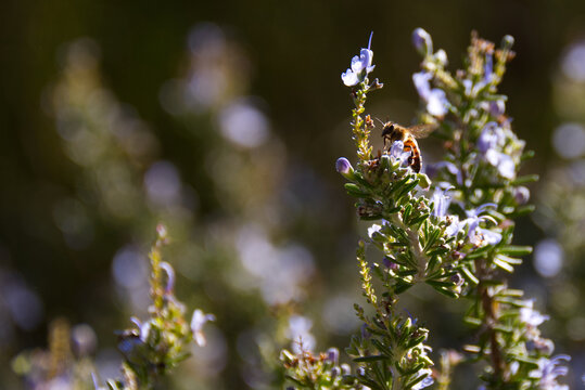 The image shows a honeybee pollinating small, light purple flowers on a blooming rosemary (Salvia rosmarinus) shrub.