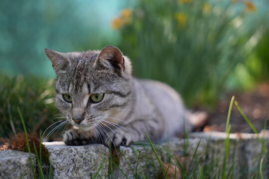 Grey tabby cat crouching on a stone border in the garden preparing to pounce