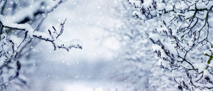 Snow-covered branches with falling snowflakes creating a soft winter background