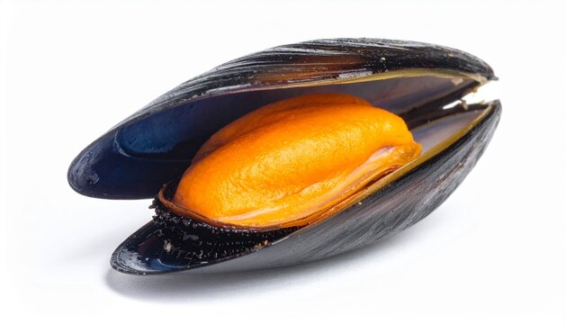 Fresh cooked mussel in open black shell isolated on white background