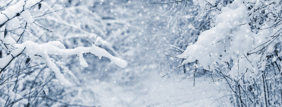 Snow-covered branches framing a soft winter forest scene