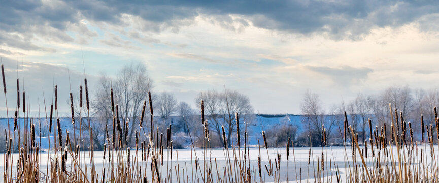 Winter landscape with reeds and bare trees under a cloudy sky