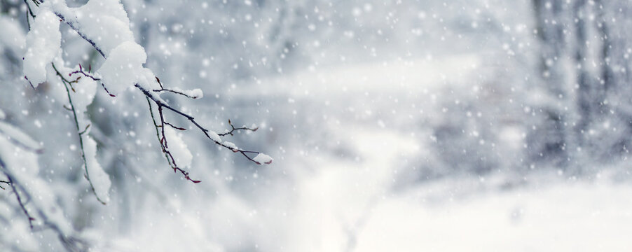 Snow-covered branches over a bright snowy path in winter