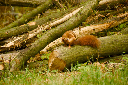 Red squirrel perched on a moss-covered fallen log, grooming itself and gently nibbling one paw, with its bushy tail resting behind